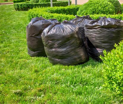 fresh grass clippings in bags on green grass . garbage bag on lawn. maintenance