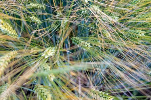 green wheat field from top. sunrise wheat field. wheat closeup