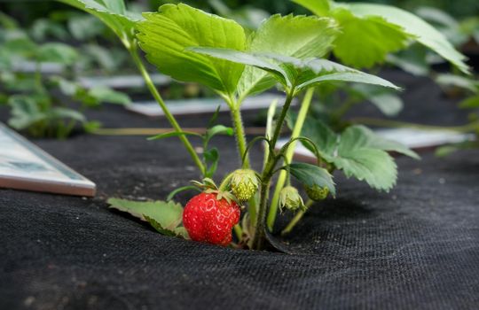 closeup strawberries growing. ripe strawberries in the garden . growing bush of fresh strawberry. juicy red strawberries
