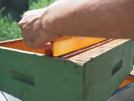 Beekeeper working with bees and beehives on the apiary. Beekeeping concept. Beekeeper harvesting honey Beekeeper on apiary.