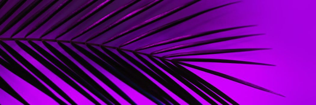 Thin leaf of a robelini palm tree in neon pink, purple and blue colors. modern background. Web banner