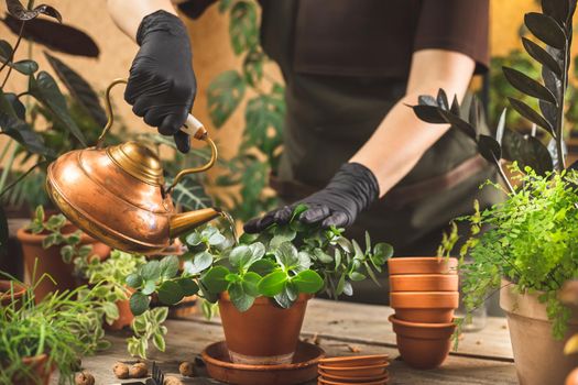 Female gardener wearing black rubber protective gloves pouring water into the flower pot with a copper vintage can. Taking care of home plants