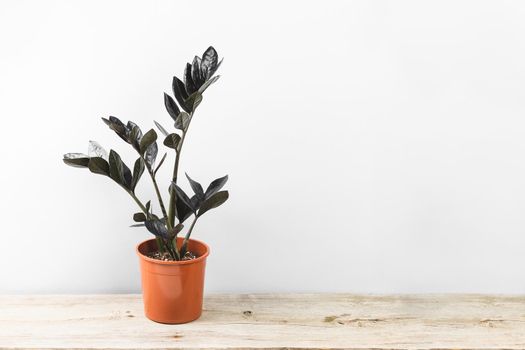 Zamioculcas Zamiifolia Raven, potted house plant with black leaves over grey background with copy space. Spooky dark plants collection