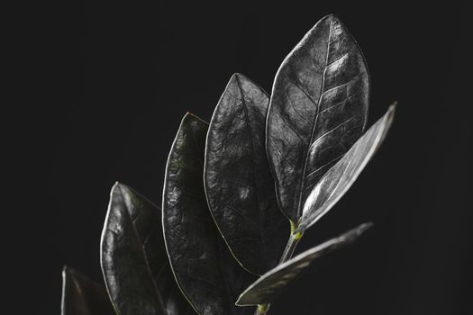 Zamioculcas Zamiifolia Raven, potted house plant with black leaves over black background with copy space. Spooky dark plants collection