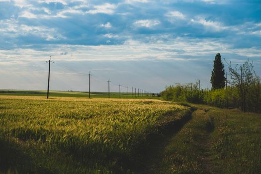 rural landscape with a road. farm land, nature, agricultural landscape. abstract backgrounds of countryside