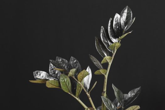 Zamioculcas Zamiifolia Raven, potted house plant with black leaves over black background with copy space. Spooky dark plants collection