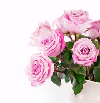 Rose flower with clipping path, side view. Beautiful roses on stem with leaves isolated on white background.