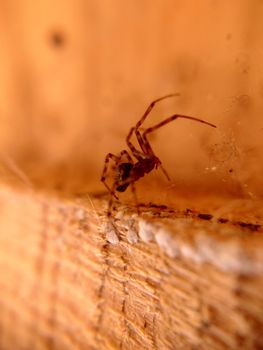 Macrophotography.House spider Tegenaria domestica on the background of a wooden board.Background or texture