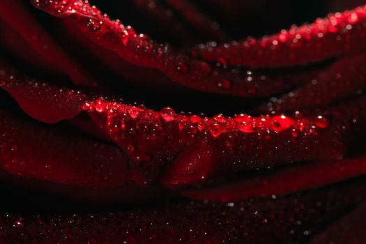 Blooming red rose bud in water drops close-up, use as background, wallpaper, greeting card