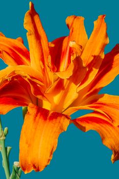 Hemerocallis fulva Flore Pleno is a perennial plant that loves rich, humiferous, always fresh soil; prefers the sun - partial shade, the flower is dark orange and belongs to the Hemerocallidaceae family, its flowering period is June - July,