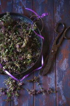 Wild thymus vulgaris haversted for drying in metal plate on blue wooden table, flat lay, copy space.