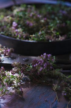 Flowers and fresh plants of wild thyme havested for drying on blue table, selective focus