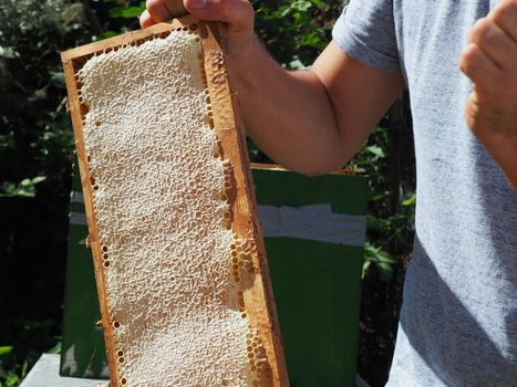 Beekeeper working with bees and beehives on the apiary. Beekeeping concept. Beekeeper harvesting honey Beekeeper on apiary.