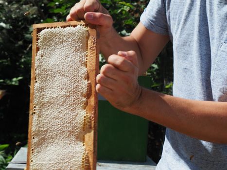 Beekeeper working with bees and beehives on the apiary. Beekeeping concept. Beekeeper harvesting honey Beekeeper on apiary.