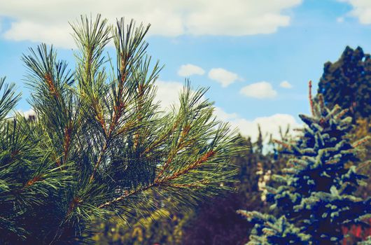 an evergreen coniferous tree that has clusters of long needle leaves. Many kinds are grown for soft timber, which is widely used for furniture. pine branch and green forest against the blue sky.