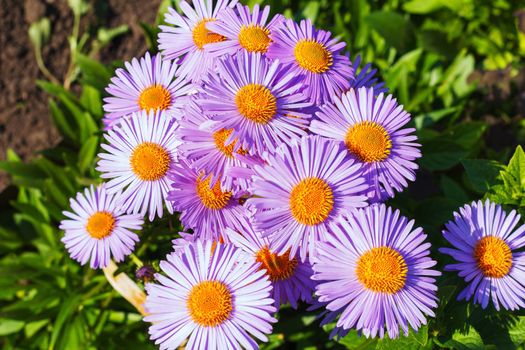 Blue daisies grown in the garden