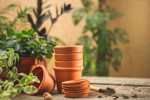 Stack of small ceramic terra cotta pots, gardening tools for succulents, and lots of plants on the wooden table. Plant repot and care concept. Space for text