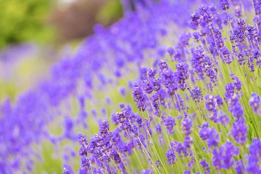 Lavender bushes closeup. Purple lavender field, beautiful blooming, English lavander, Provance