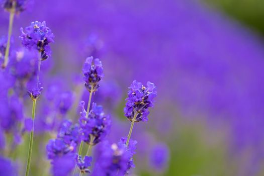 Lavender bushes closeup. Purple lavender field, beautiful blooming, English lavander, Provance