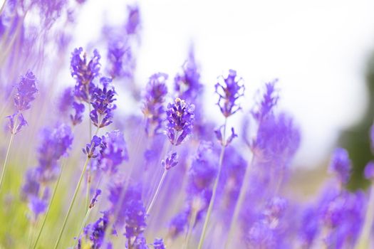 Lavender bushes closeup. Purple lavender field, beautiful blooming, English lavander, Provance