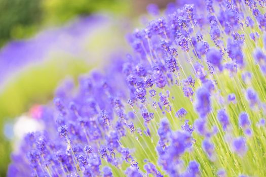 Lavender bushes closeup. Purple lavender field, beautiful blooming, English lavander, Provance