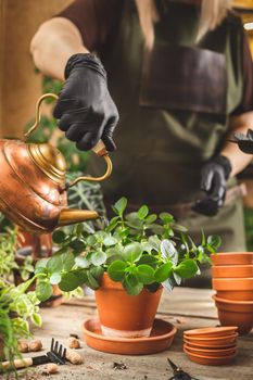 Female gardener wearing black rubber protective gloves and apron watering a plant after repot with a copper vintage can