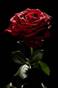 Blooming red rose bud in water drops on a black background, use as background, wallpaper, greeting card