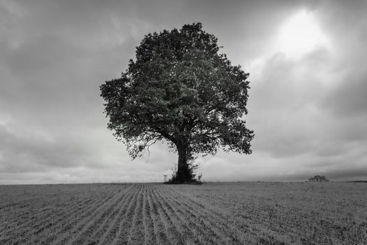 Lonely tree in Santa Catarina state countryside southern Brazil