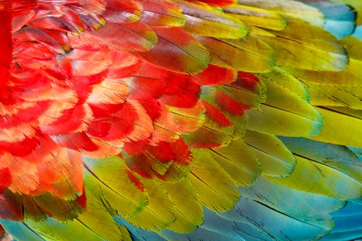 Colorful Parrot macaw wing - tropical bird plumage pattern Pantanal, Brazil