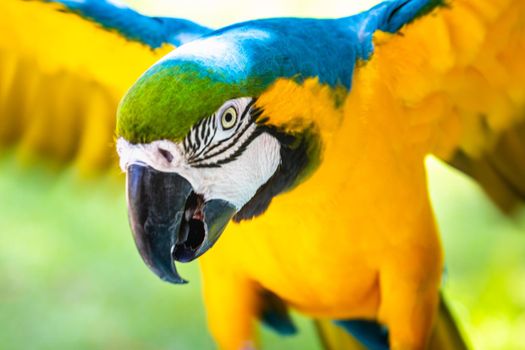 Parrot macaw flying - tropical bird Pantanal, Brazil