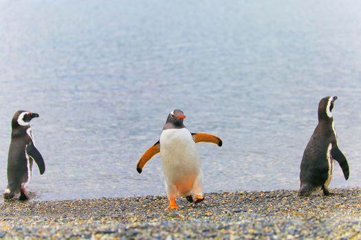 Gentoo Penguin along on a secluded beach, Tierra Del fuego, Argentina South America
