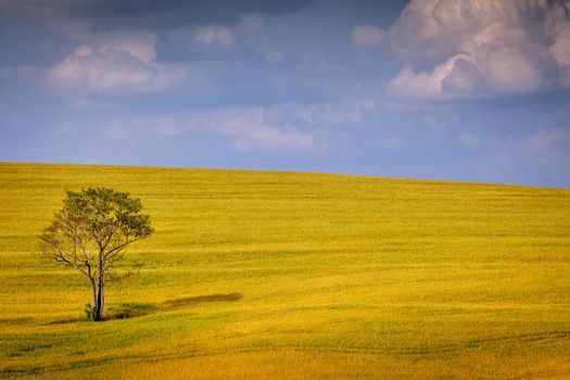 Lonely tree in Rio Grande do Sul countryside southern Brazil