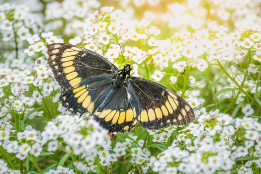 Black butterfly Papilio polyxenes landed over white beautiful flowers at springtime - Central Park, USA