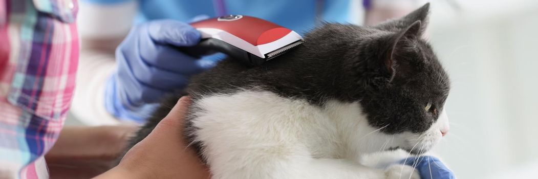 Close-up of professional grooming master cuts and shaves cat, cares for domestic pet. Cat grooming in pet beauty salon with electric machine. Vet concept