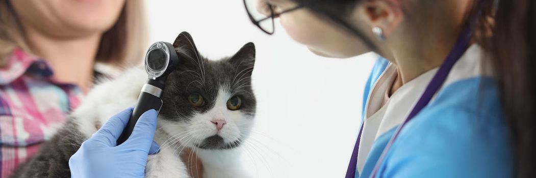 Portrait of woman doctor veterinarian checking cats ear with special equipment. Calm domestic animal on appointment in clinic. Vet, health, checkup concept