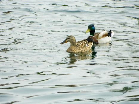 Coup birds swimming wildlife mallard pond duck water. Image of an animal a wild drake and a duck sail on a pond. High quality photo