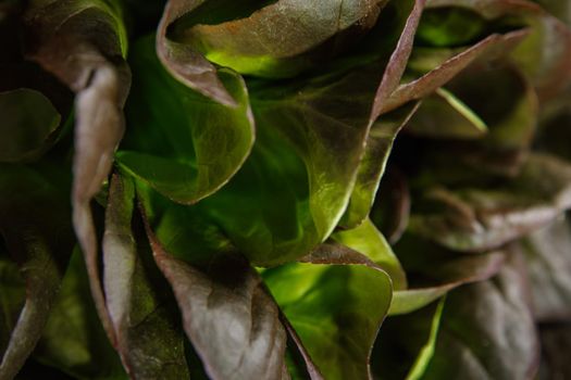 Bunch of fresh lettuce leaves on a dark background. Close-up.