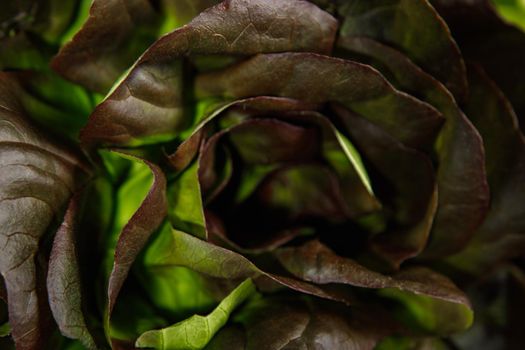 Bunch of fresh lettuce leaves on a dark background. Close-up.