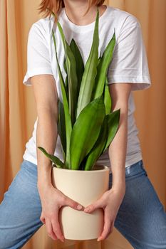 Unrecognizable florist woman holding a pot with Sansevieria moonshine plant on a fabric curtains background.