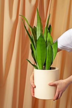 Unrecognizable florist woman holding a pot with Sansevieria moonshine plant on a fabric curtains background.