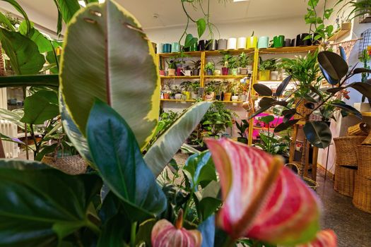 A variety of exotic potted plants in a plant store.