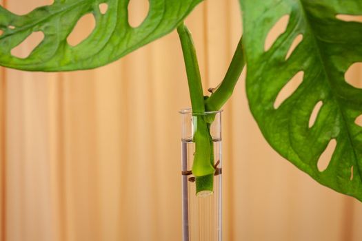 Monstera Monkey Mask or Swiss Cheese Vine, or Andansonii indoor plant being propagated in a glass tube.