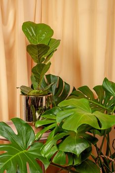 Beautiful Ficus lyrata and Monstera Deliciosa stands on a wooden table on a brown curtains background.