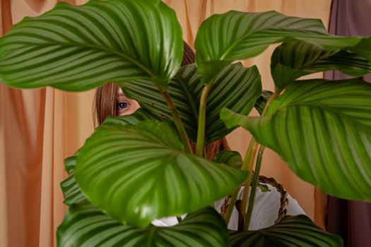 Parents and their child - plants family concept. Three plants in pots in one photo: Ficus Elastica, Gasteria and Marantha. Isolated on white.