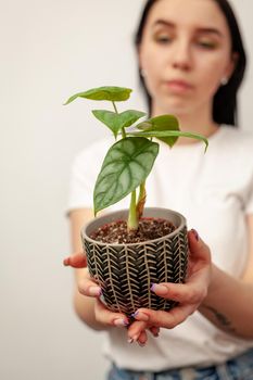 Exotic Alocasia Silver Dragon houseplant in pot against white wall background.