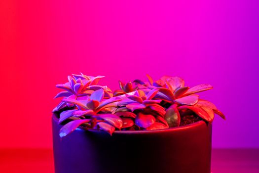 Succulent houseplants on dark pink background. Illuminated in red and blue.