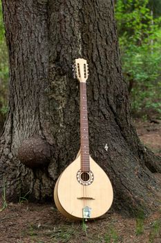 The national Greek string-plucked musical instrument Bouzouki was leaned against a tree. The concept of music and nature.