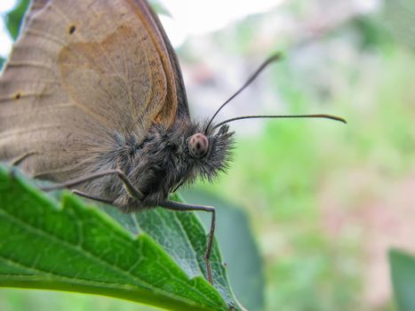 amazing shaggy butterfly up close