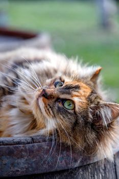 cuddly cat is lying down and relaxing