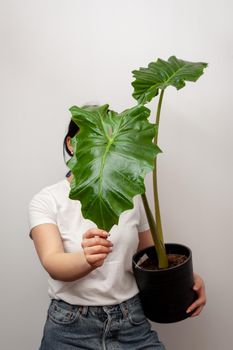 Florist woman holding a pot with Elephant ear plant or Japanese taro or Colocasia esculenta in plastic pot.